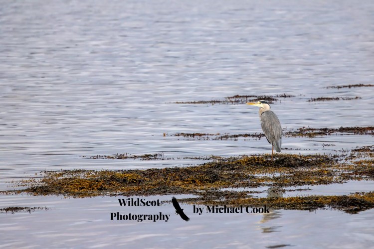 Barn owl peeking out of a nest box, part of the Wildlife on Mull.
