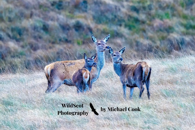 Red deer family on the Isle of Jura, Scotland. Wildlife photography by Michael Cook.