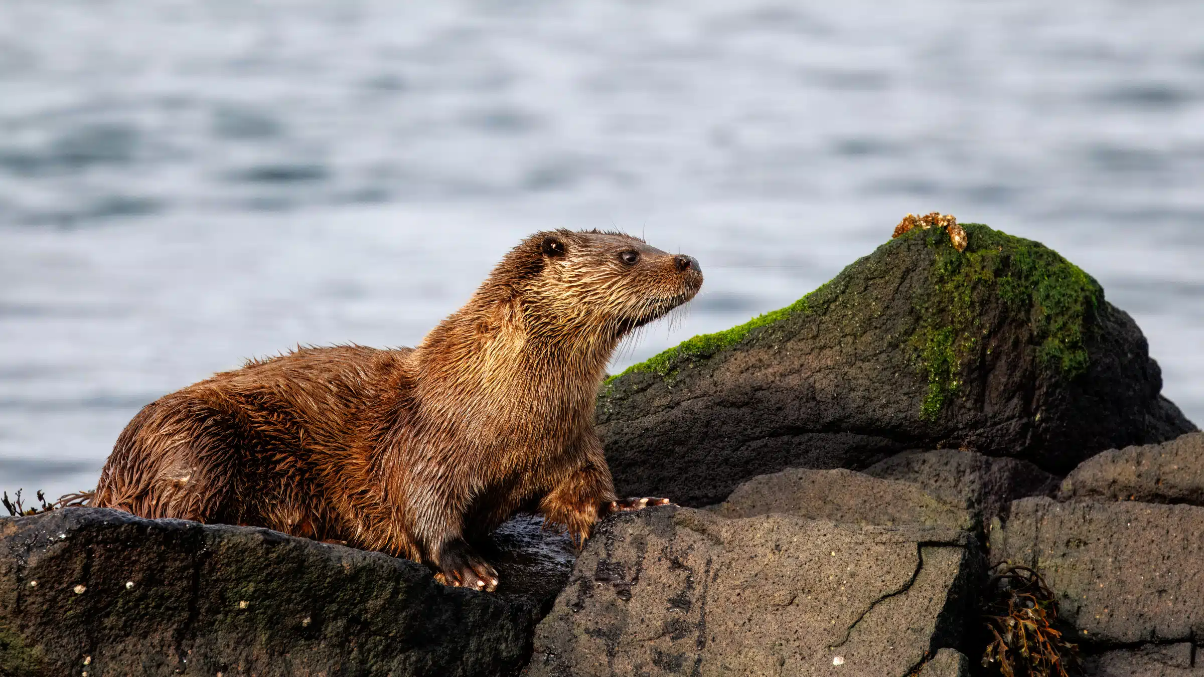 Isle of Jura wildlife: A wet otter stands on mossy rocks by the sea, looking alert. Photographing Otters on Mull is Magic