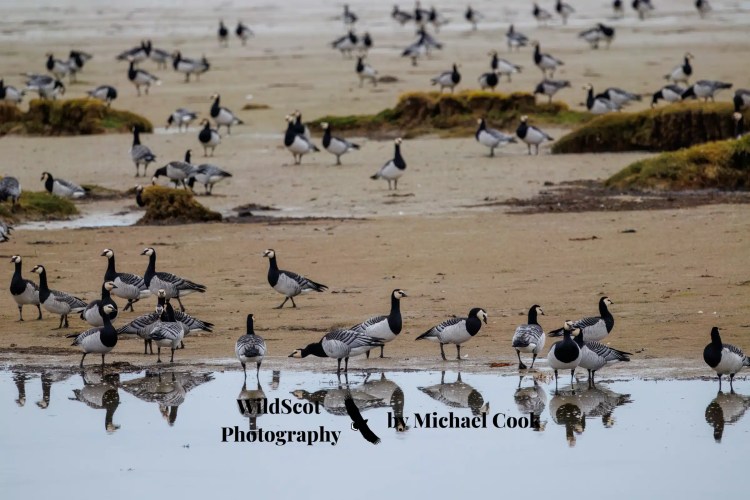 Goldfinch perched on a wire, showcasing Wildlife on Mull.