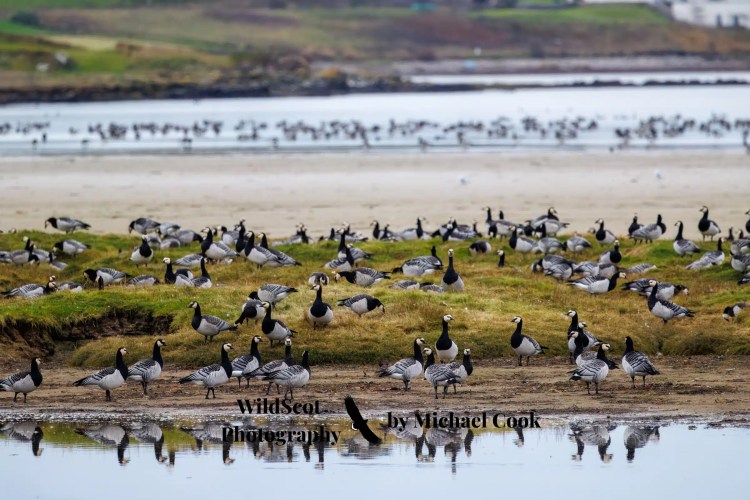 Goldfinch perched on a wire, showcasing Wildlife on Mull.