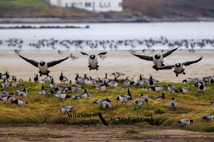 Goldfinch perched on a wire, showcasing Wildlife on Mull.