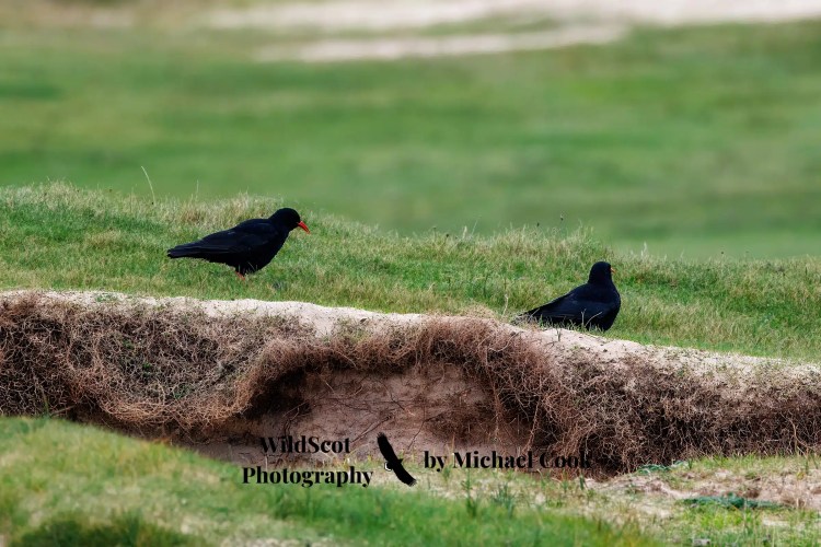 Goldfinch perched on a wire, showcasing Wildlife on Mull.