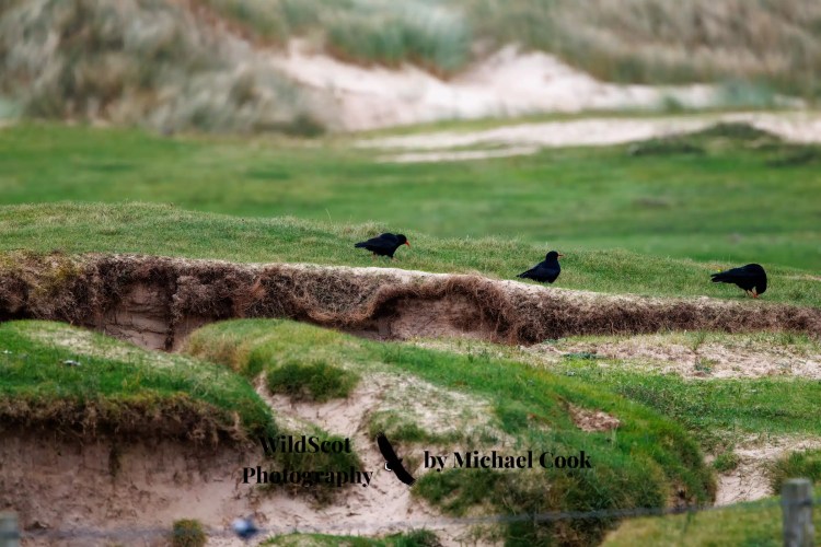 Goldfinch perched on a wire, showcasing Wildlife on Mull.