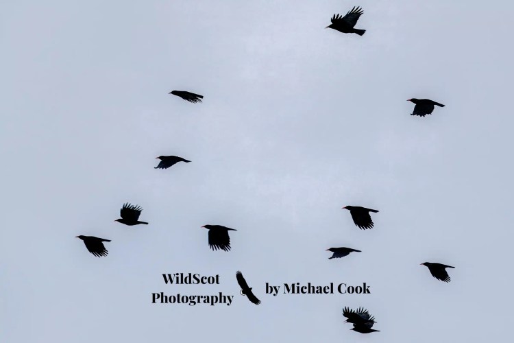Grey heron wading through seaweed on the Isle of Mull. Wildlife on Mull is abundant.