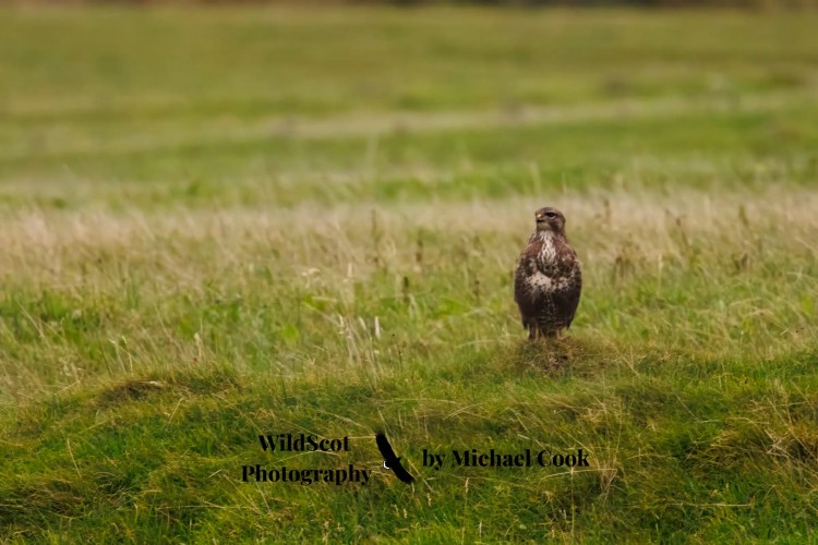 Grey heron wading through seaweed on the Isle of Mull. Wildlife on Mull is abundant.