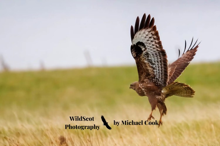 Grey heron wading through seaweed on the Isle of Mull. Wildlife on Mull is abundant.