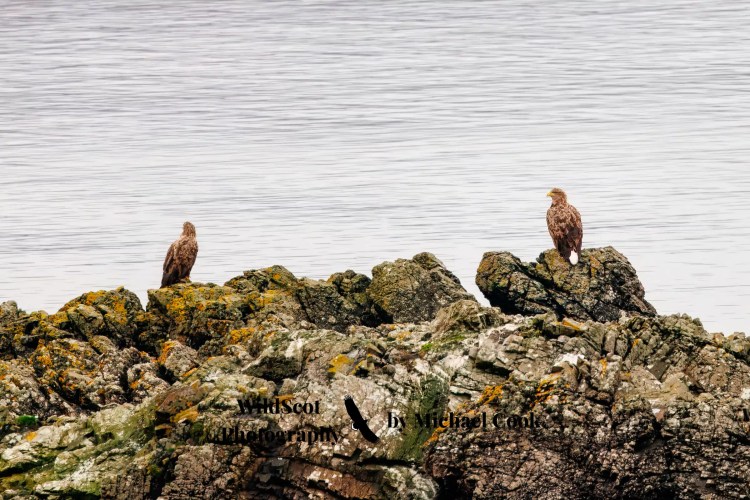Grey heron wading through seaweed on the Isle of Mull. Wildlife on Mull is abundant.