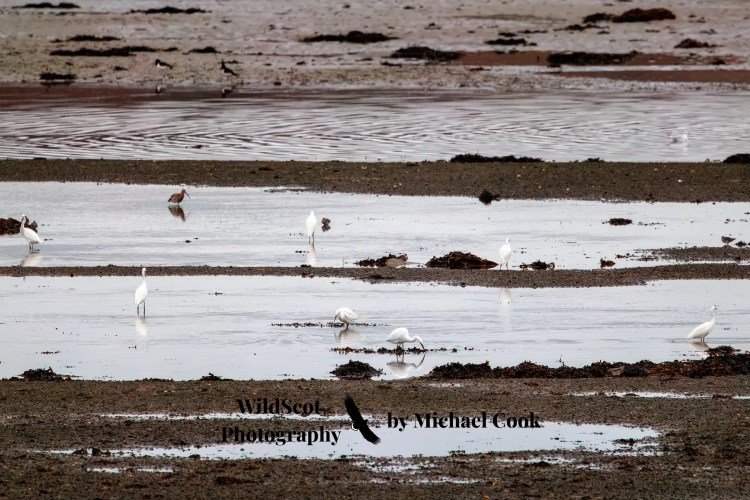 Grey heron wading through seaweed on the Isle of Mull. Wildlife on Mull is abundant.