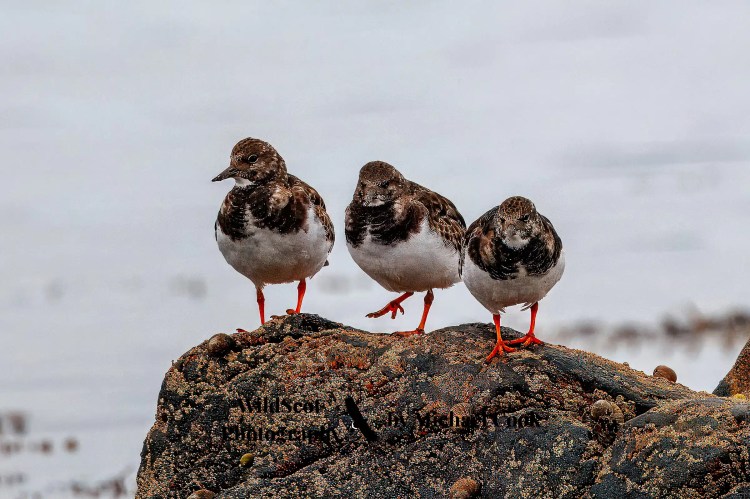 Greylag goose on Mull, standing on rocky shore with seaweed and water in background. Wildlife on Mull.