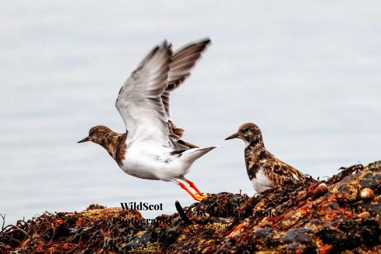Hen harrier in flight over a grassy field. Wildlife on Mull includes birds of prey.