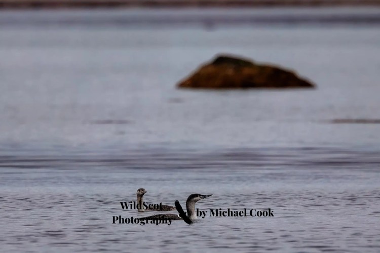 Greylag goose on Mull, standing on rocky shore with seaweed and water in background. Wildlife on Mull.