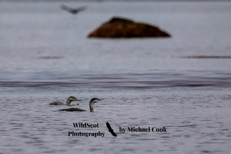 Greylag goose on Mull, standing on rocky shore with seaweed and water in background. Wildlife on Mull.