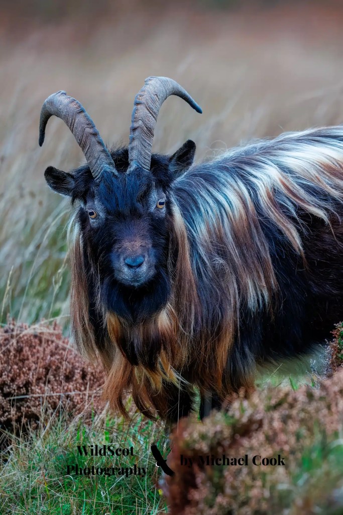 Spotted sandpiper perched on a wooden post, a common sight among Wildlife on Mull.