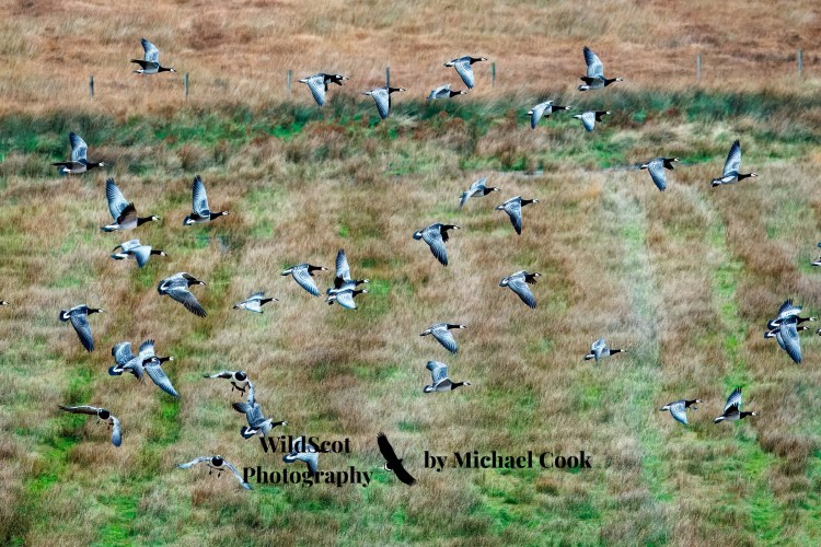 Greylag goose on Mull, standing on rocky shore with seaweed and water in background. Wildlife on Mull.