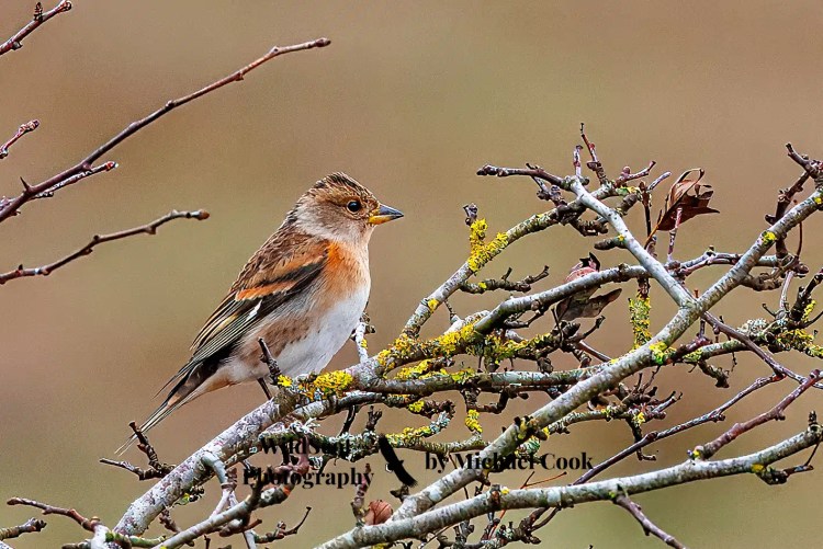 Greylag goose on Mull, standing on rocky shore with seaweed and water in background. Wildlife on Mull.