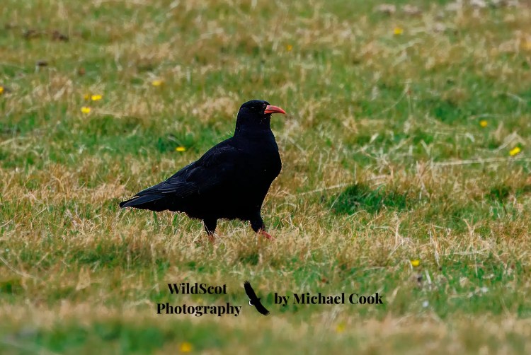 Greylag goose on Mull, standing on rocky shore with seaweed and water in background. Wildlife on Mull.