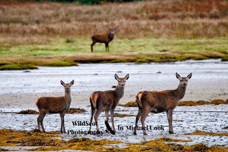 Greylag goose gosling foraging in grassy field. Wildlife on Mull includes many bird species.
