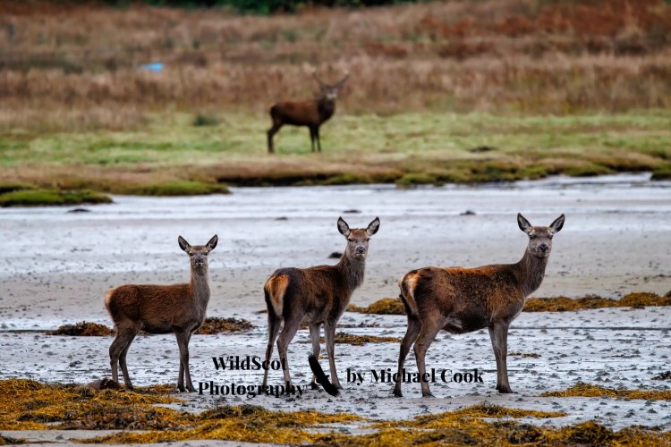 Greylag goose gosling foraging in grassy field. Wildlife on Mull includes many bird species.