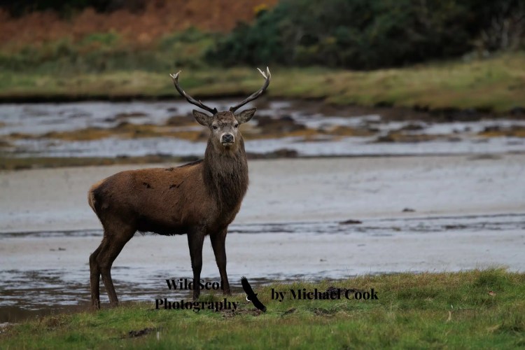 Greylag goose gosling foraging in grassy field. Wildlife on Mull includes many bird species.