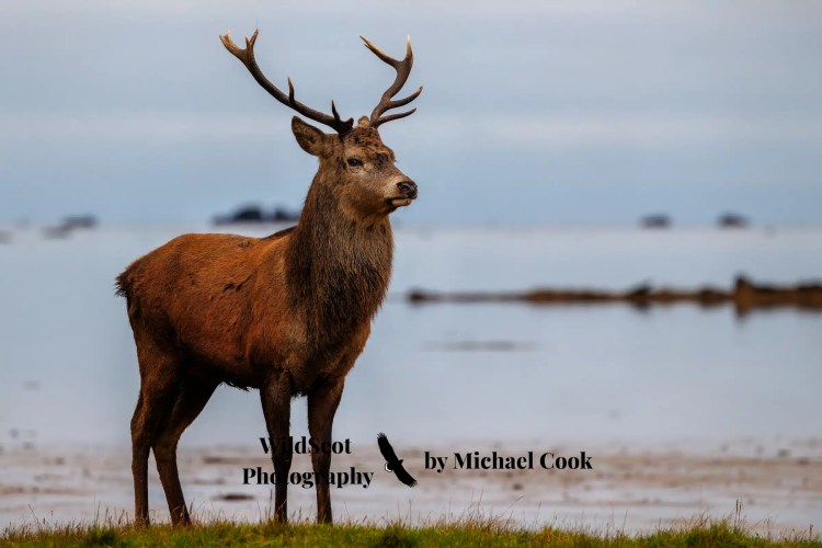 Greylag goose gosling foraging in grassy field. Wildlife on Mull includes many bird species.