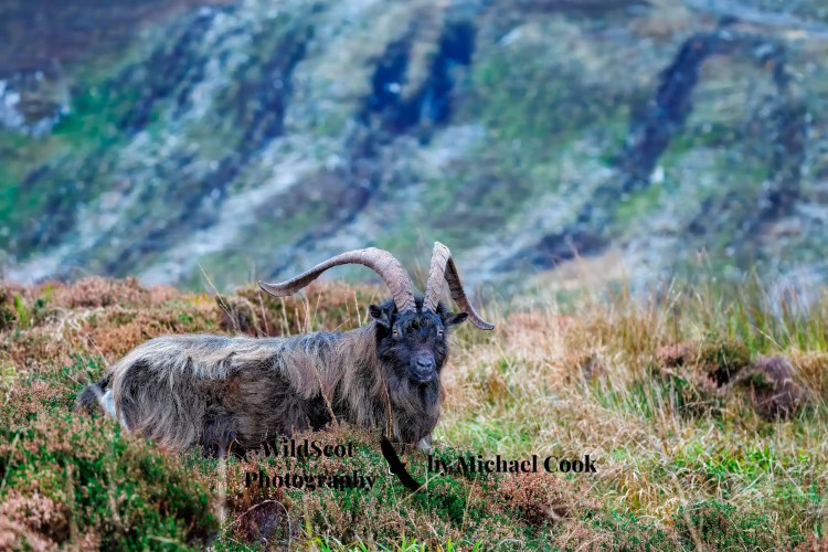 Tiny pink flowers bloom on a rock face; wildlife on Mull.