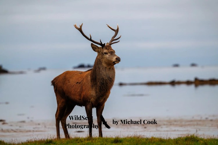 Greylag goose gosling foraging in grassy field. Wildlife on Mull includes many bird species.