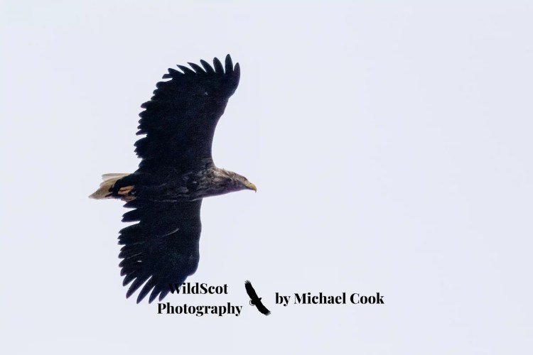 Greylag goose gosling foraging in grassy field. Wildlife on Mull includes many bird species.