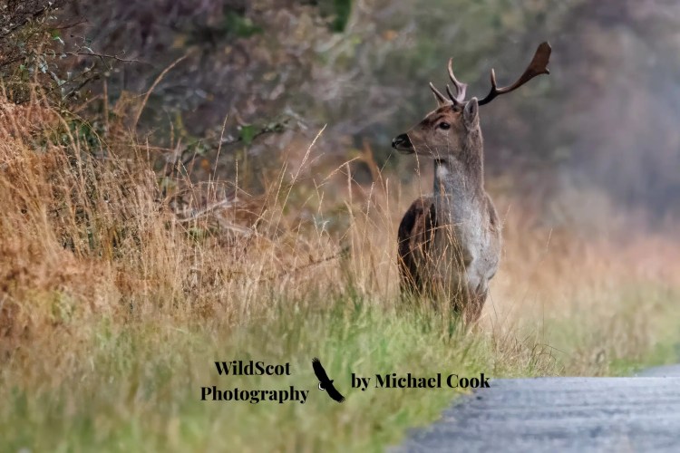 Greylag goose gosling foraging in grassy field. Wildlife on Mull includes many bird species.