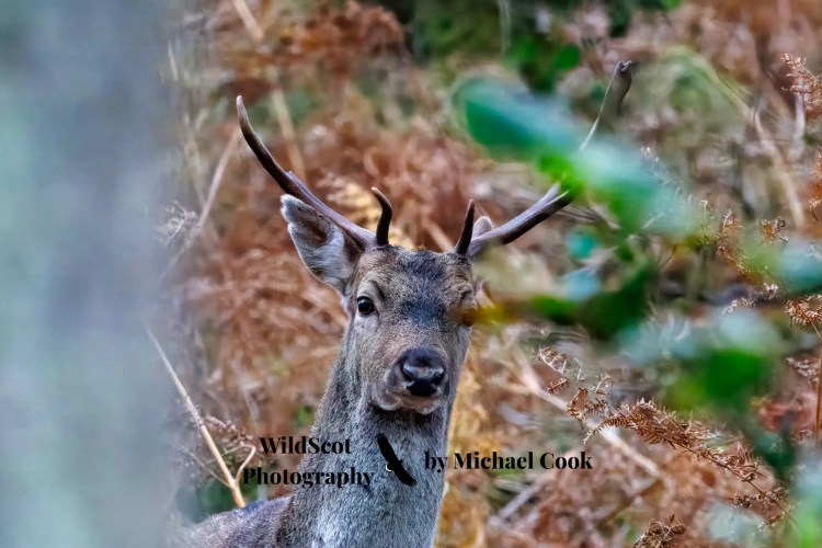 Greylag goose gosling foraging in grassy field. Wildlife on Mull includes many bird species.