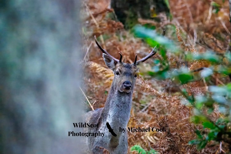 Greylag goose gosling foraging in grassy field. Wildlife on Mull includes many bird species.