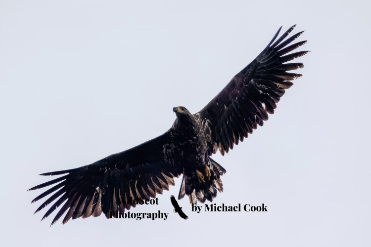 Greylag geese swimming in the waters of Mull. Wildlife on Mull includes these beautiful birds.
