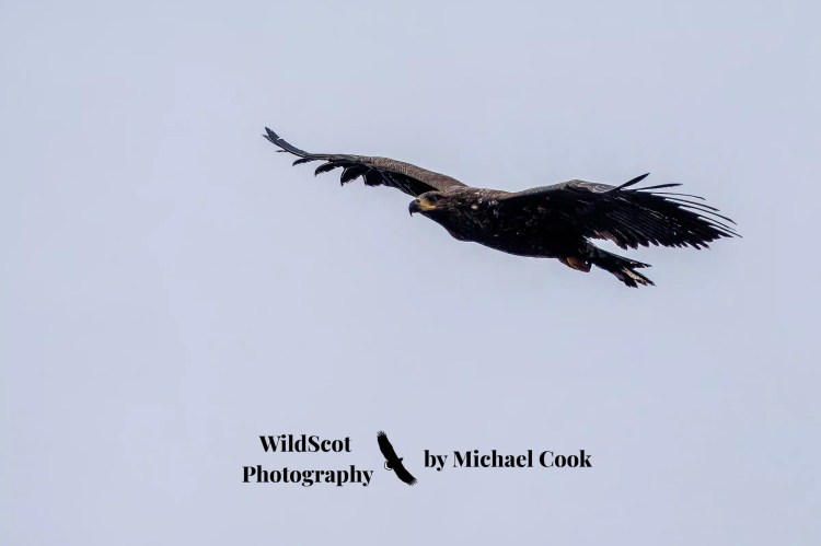 Greylag geese swimming in the waters of Mull. Wildlife on Mull includes these beautiful birds.