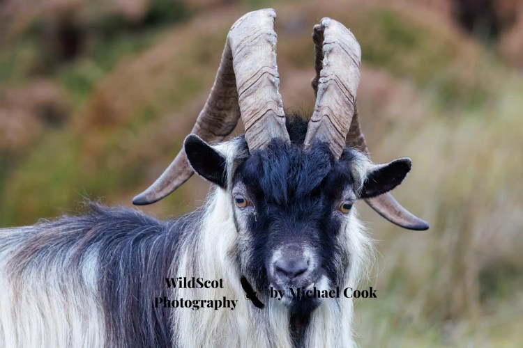 Tiny pink flowers bloom on a rock face; wildlife on Mull.