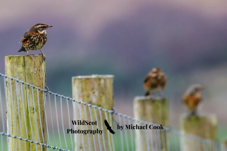Greylag geese swimming in the waters of Mull. Wildlife on Mull includes these beautiful birds.
