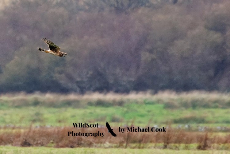 Greylag geese swimming in the waters of Mull. Wildlife on Mull includes these beautiful birds.
