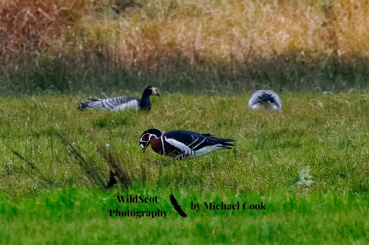 Hen harrier in flight over a grassy field. Wildlife on Mull includes birds of prey.