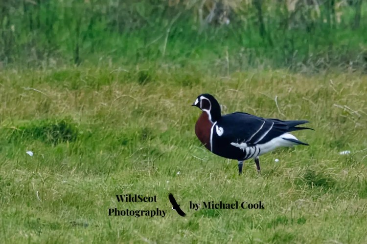 Hen harrier in flight over a grassy field. Wildlife on Mull includes birds of prey.