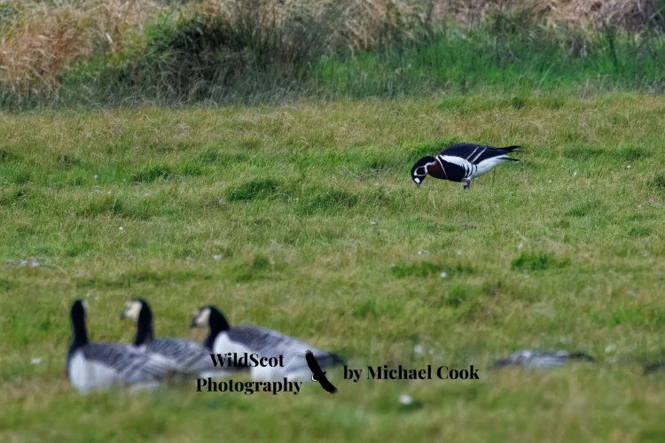 Hen harrier in flight over a grassy field. Wildlife on Mull includes birds of prey.