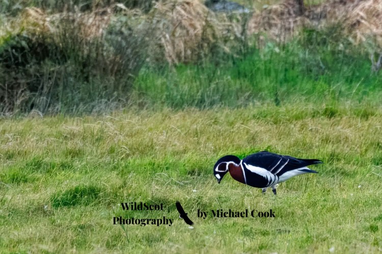 Hen harrier in flight over a grassy field. Wildlife on Mull includes birds of prey.