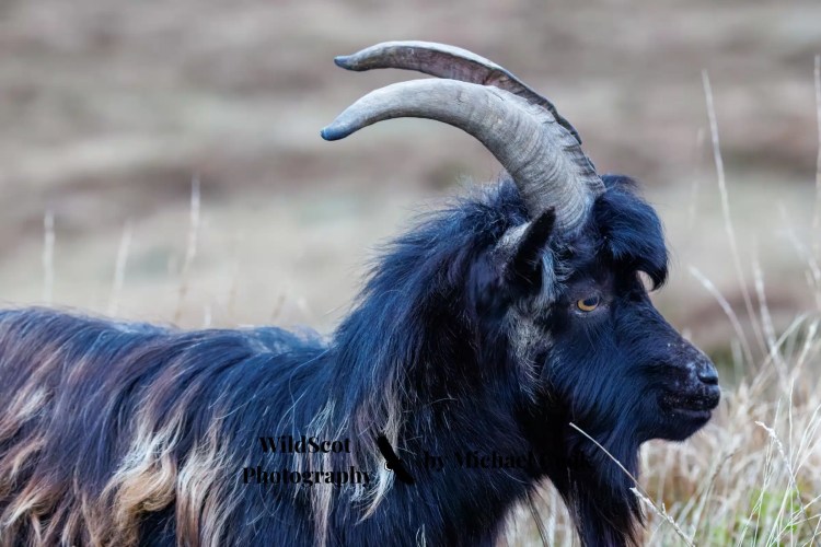 Tiny pink flowers bloom on a rock face; wildlife on Mull.