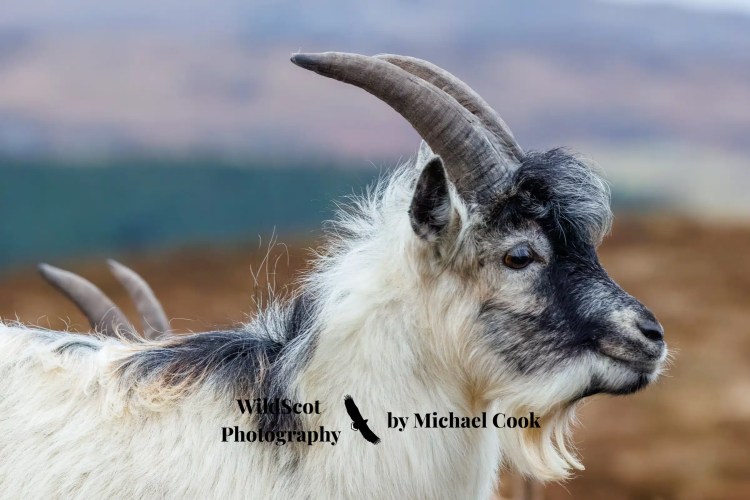 Tiny pink flowers bloom on a rock face; wildlife on Mull.