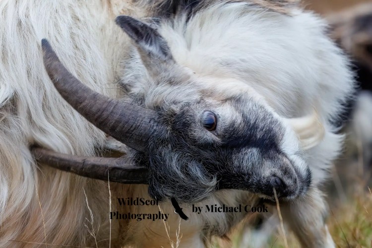 Tiny pink flowers bloom on a rock face; wildlife on Mull.