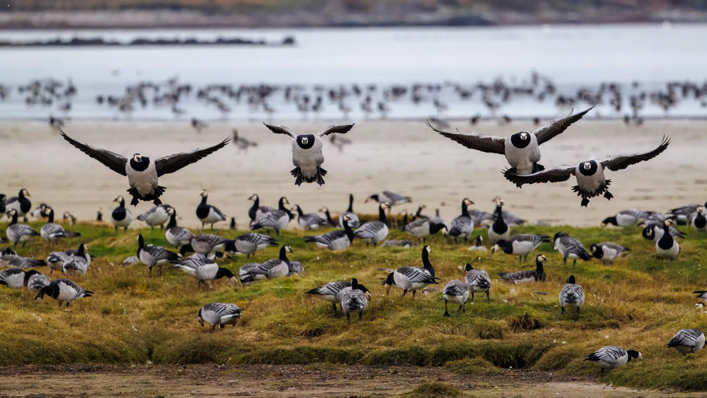 Barnacle geese flock on Islay, some taking flight. Guide to Islay Wildlife.