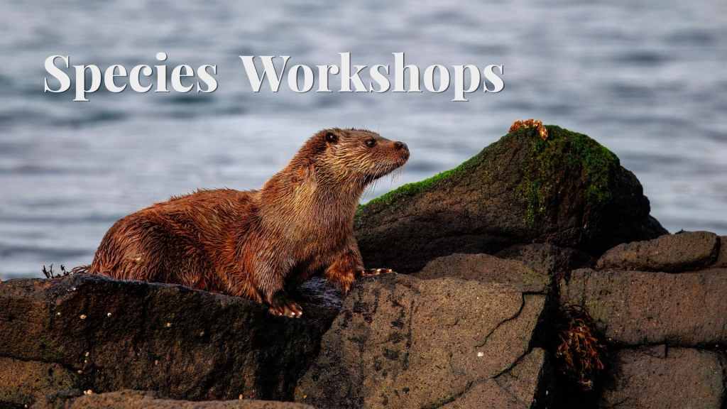 Scotland Wildlife Photography Workshops for Scottish Species