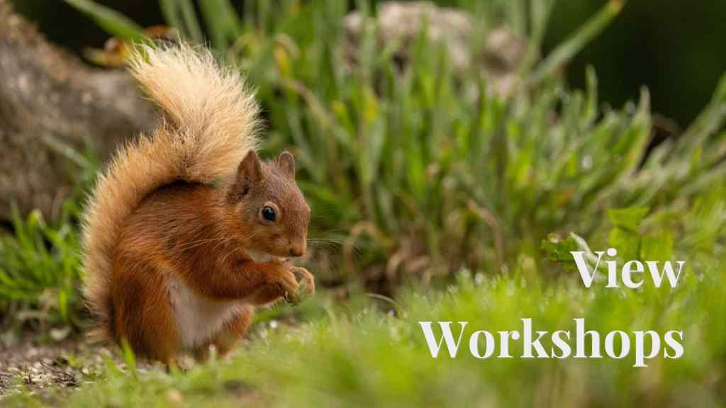 Red squirrel eating in the grass, promoting WildScot workshops.