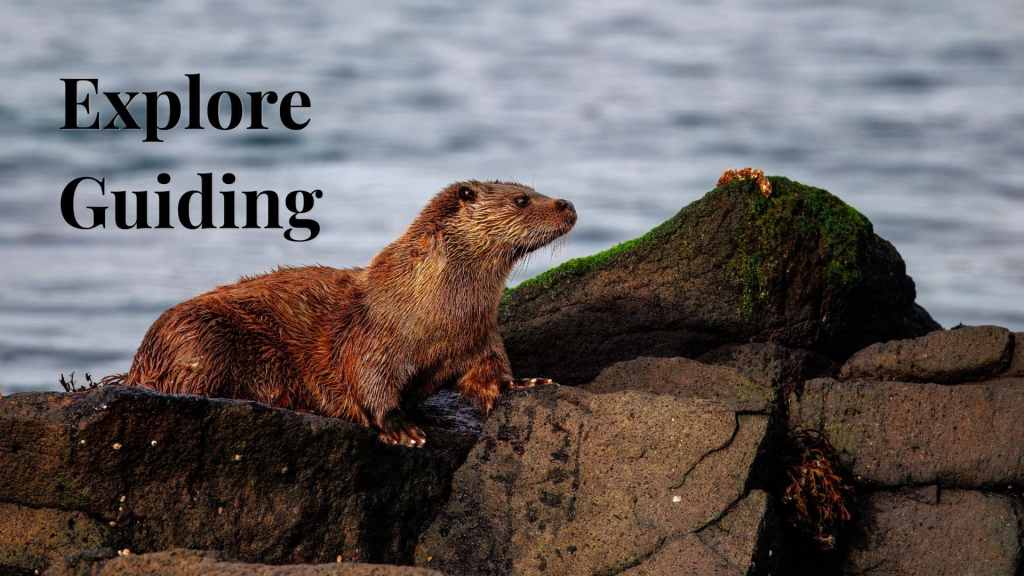 Explore Guiding: Otter on rocks in Scotland. Wildlife in Scotland.