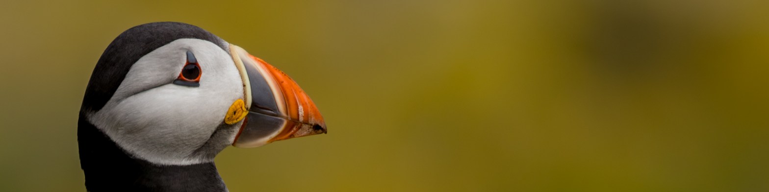 Close-up of a puffin's head, showcasing its colorful beak - ideal for a Puffin Photography Workshop.