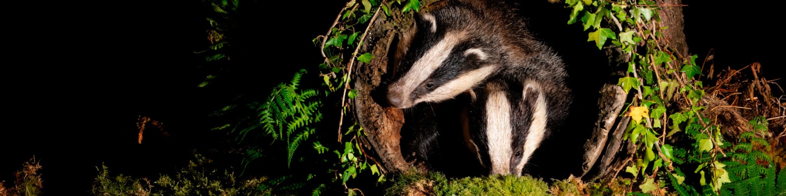 Badger emerging from its sett, a stunning Scottish wildlife photo.