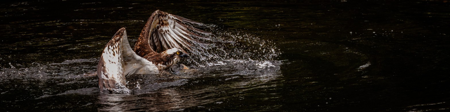 Wildlife Photography Workshops